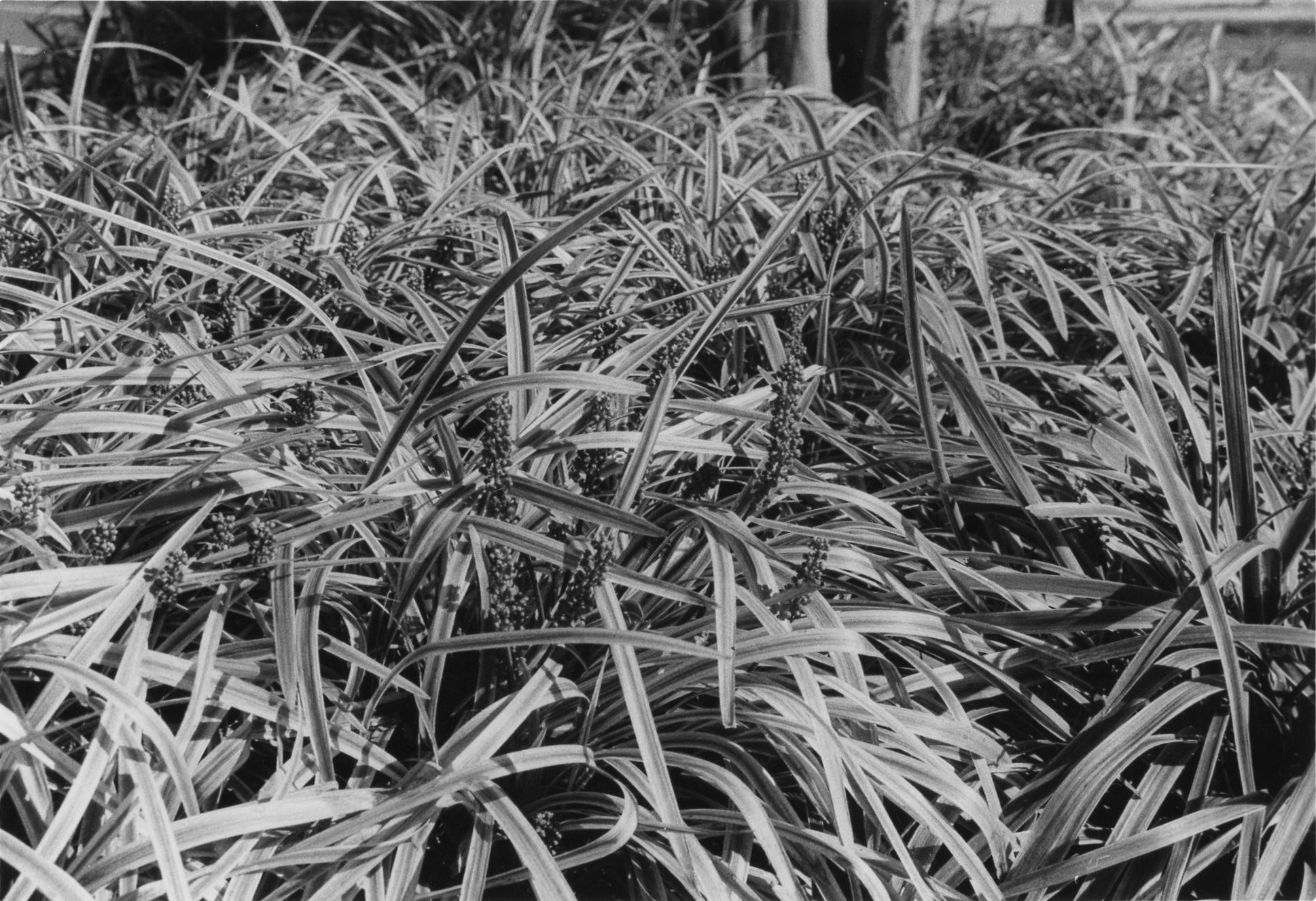 black and white image of thousands of leaves from a plant overlapping